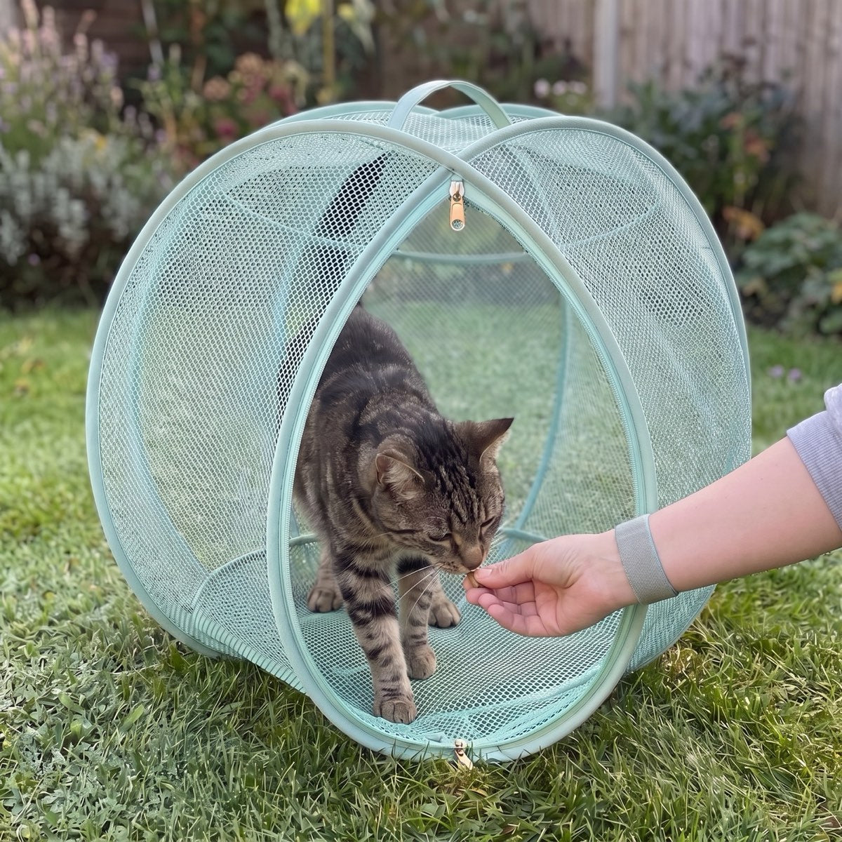 Tabby cat stepping into the open pod for a treat