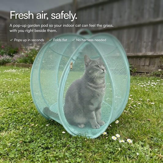 Little Catio