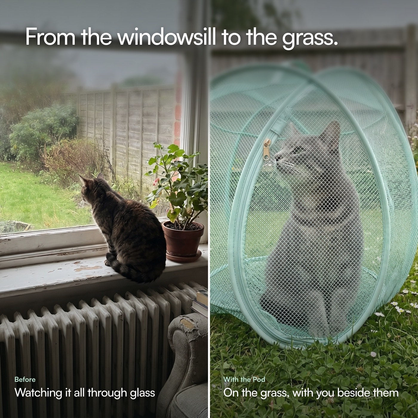 Before and after: a cat staring out of a rainy window, then sitting on the grass inside the pod