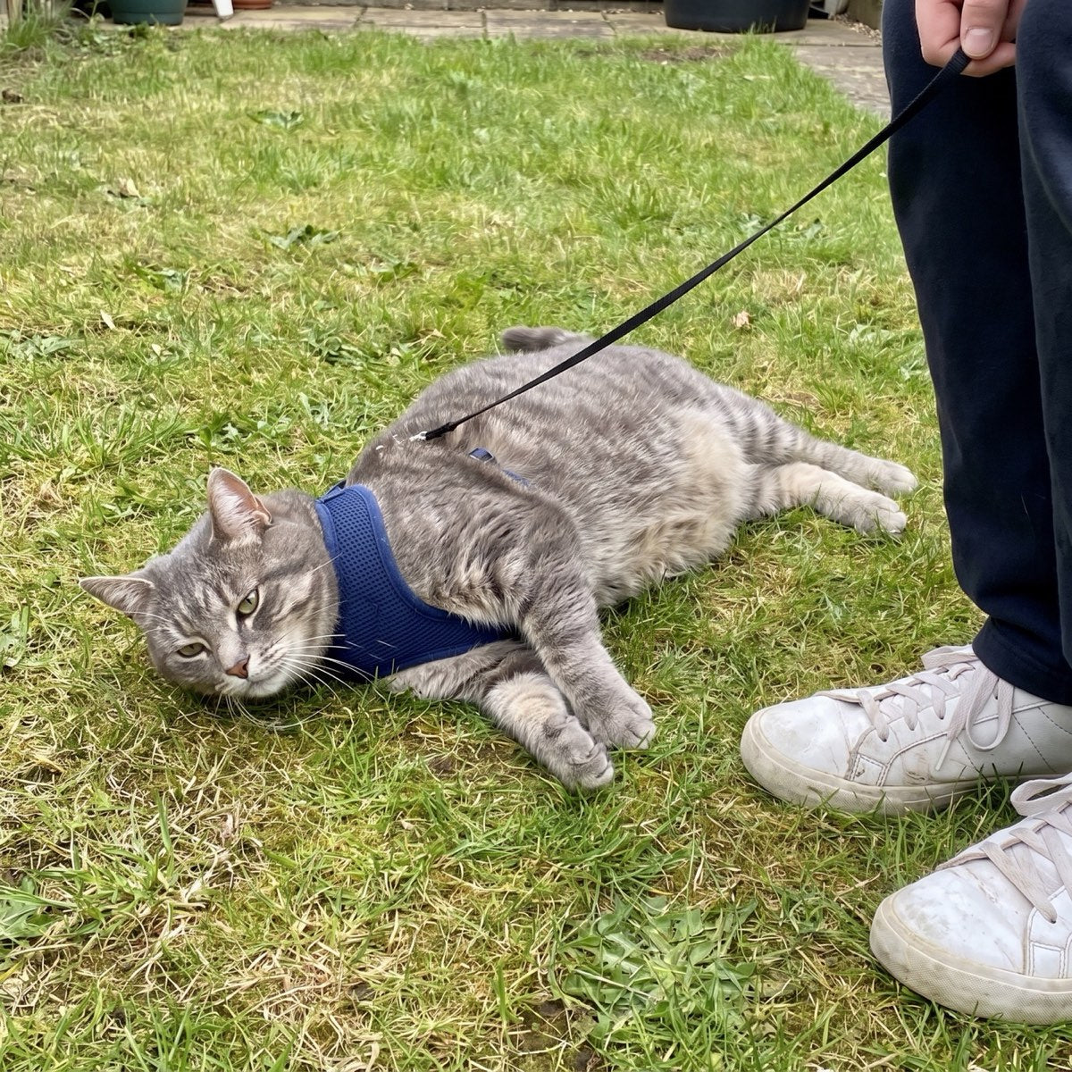 Grey tabby cat lying flat on the lawn in a harness, refusing to walk