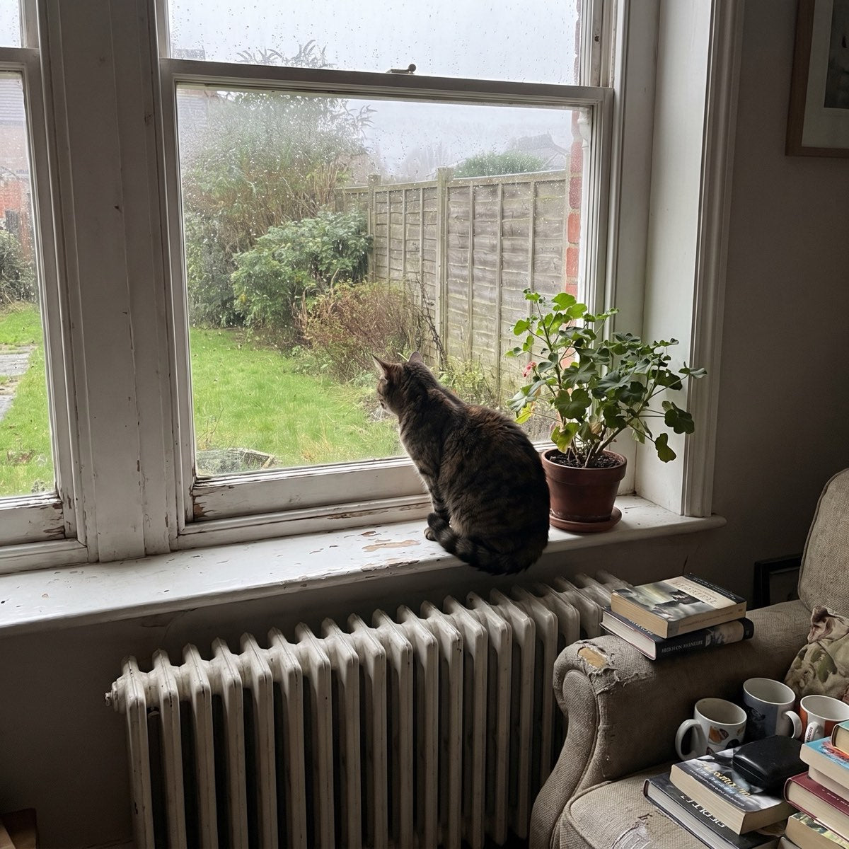 Tabby cat on a windowsill looking out at a garden it cannot reach
